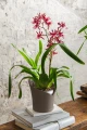 Doniczka na storczyki Orchidea Lechuza