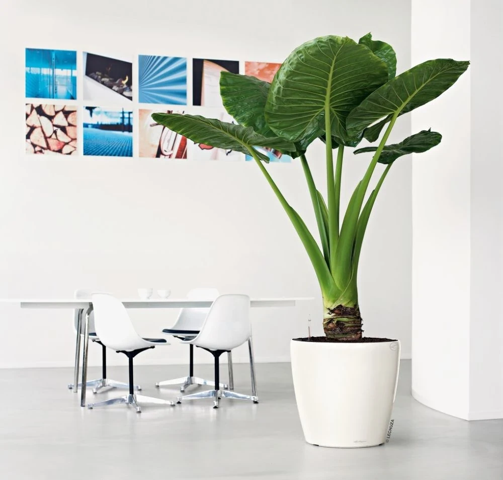 Donica Lechuza Classico Premium LS 43