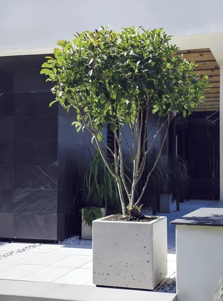 Betonowa donica kwadrat 40x40x40 cm (h)