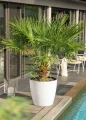 Donica Classico Color Lechuza