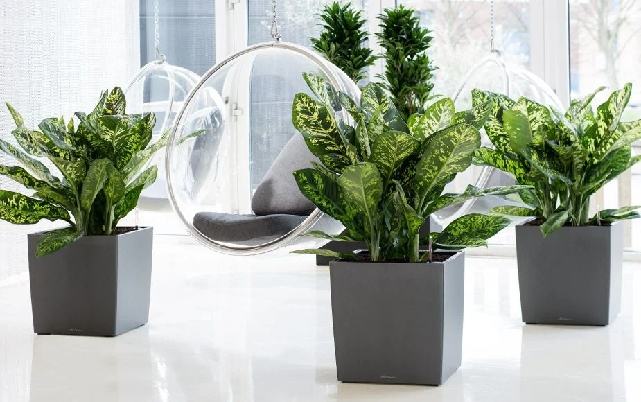 Duża donica Lechuza Cube Premium 50