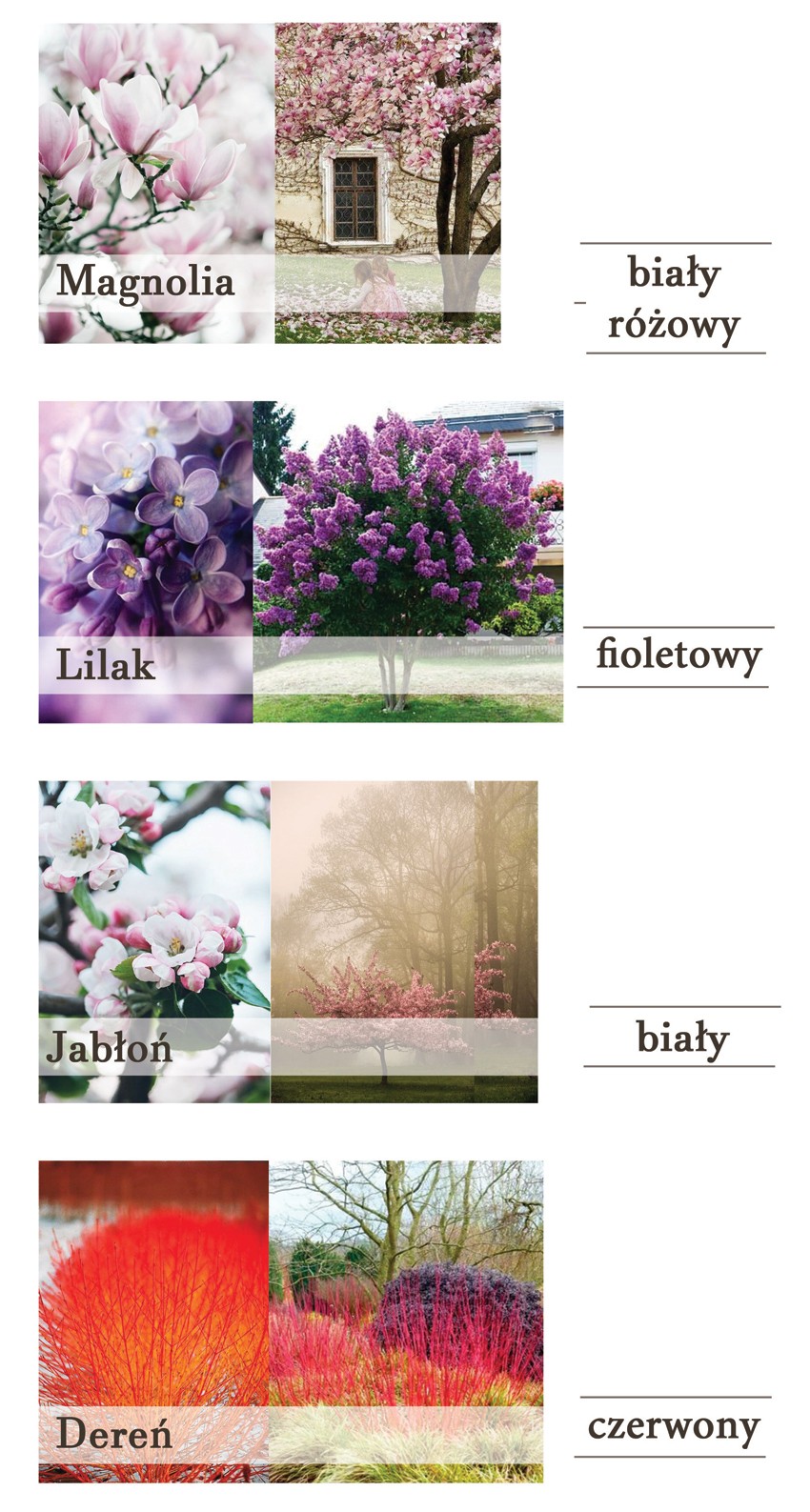rośliny w różnych kolorach