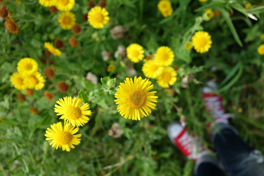 aster