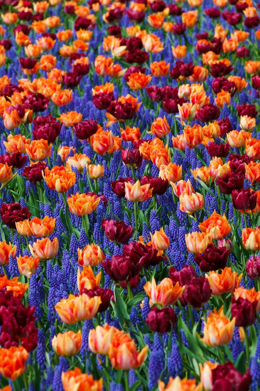 tulipany i szafirki