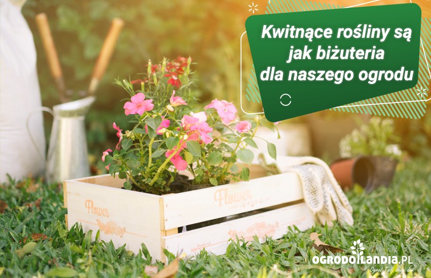 kwitnące rośliny są jak biżteria dla naszego ogrodu