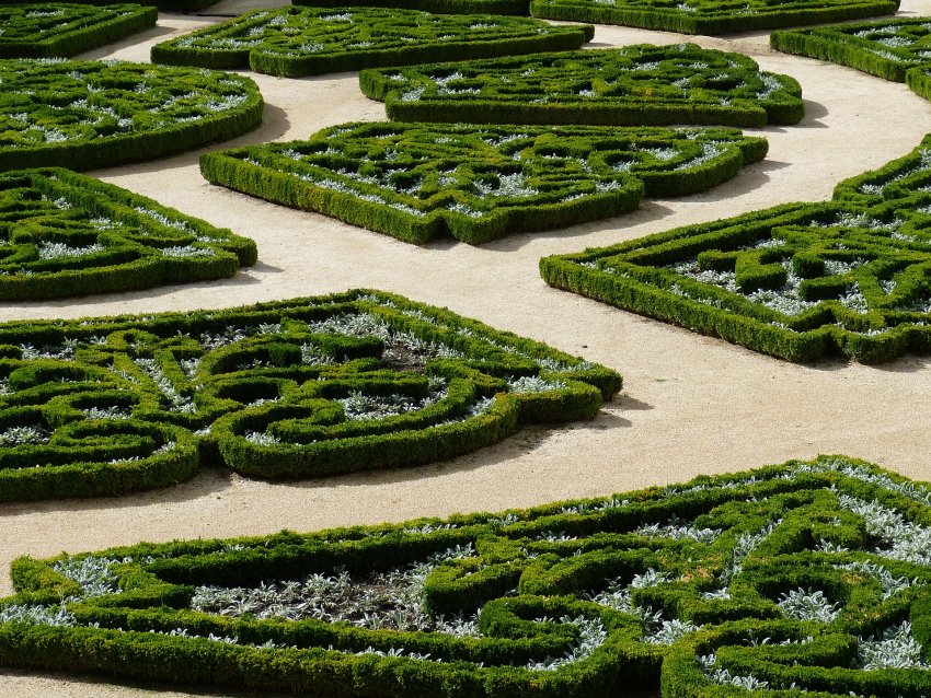 żywopłot z bukszpanu z rabatami