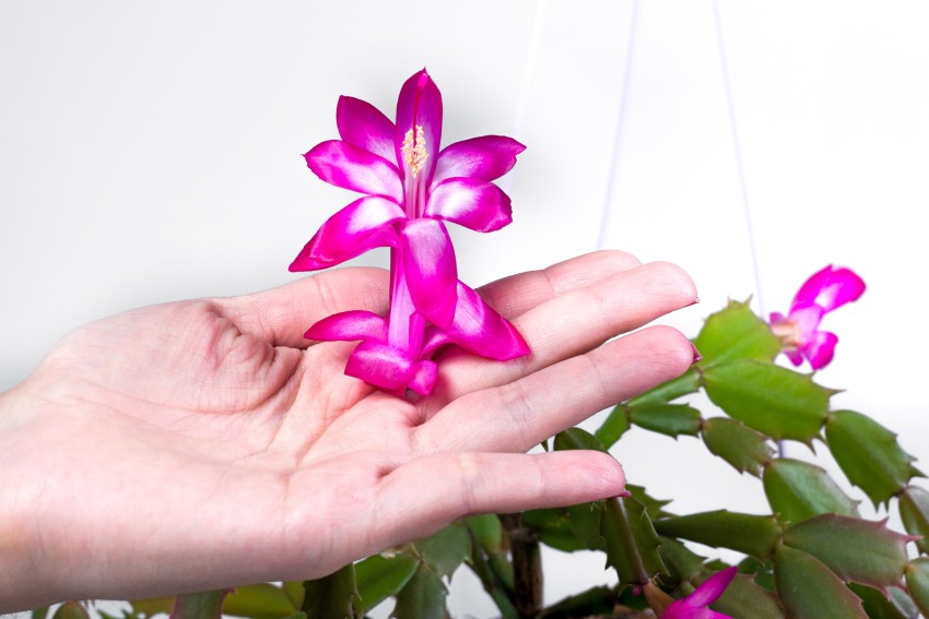 kwiat grudnika na dłoni