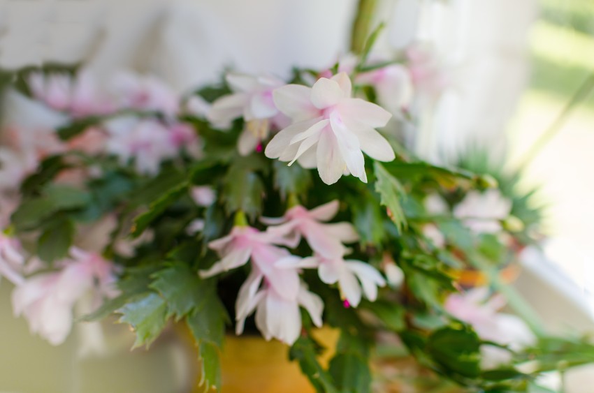 różowy kwiat grudnika