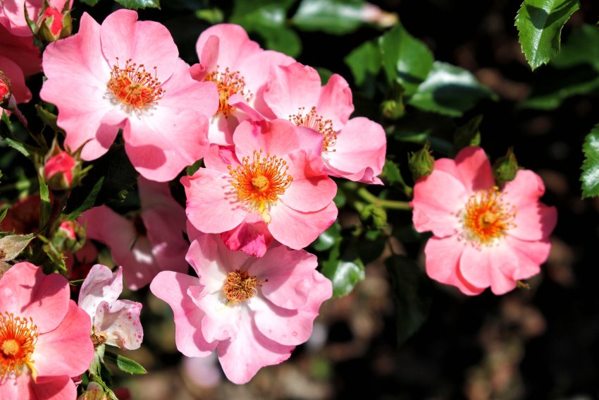 różowe kwiaty róży