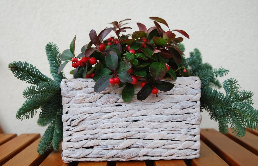 golteria na zewnatrz