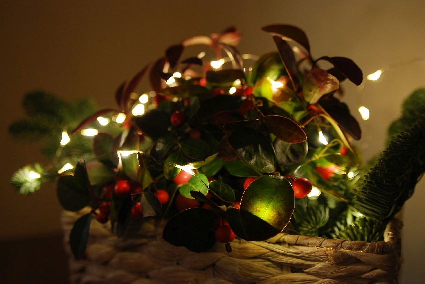 podświetlona golteria