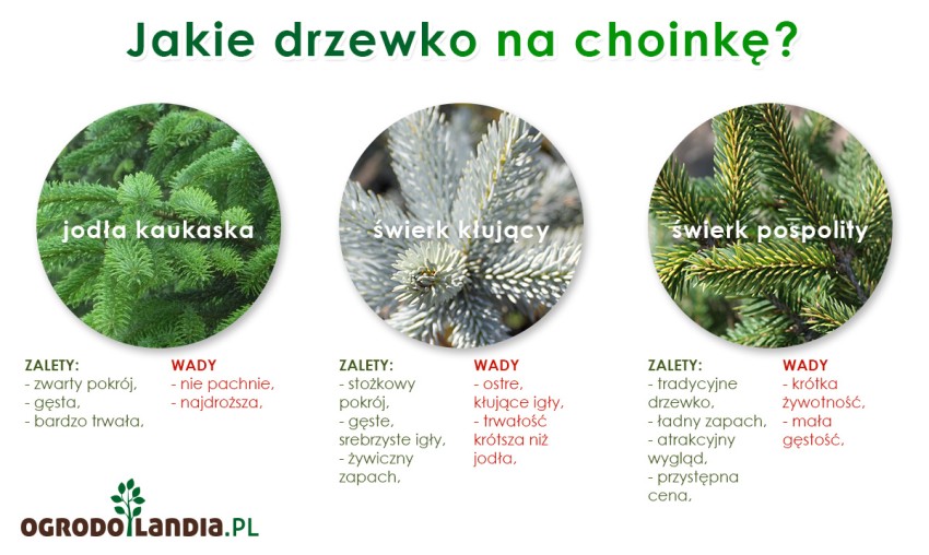 jakie drzewko na choinkę