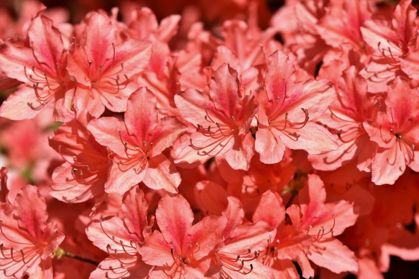 kwiaty rododendrona