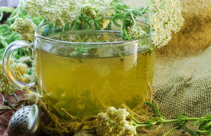 herbata z krwawnikiem