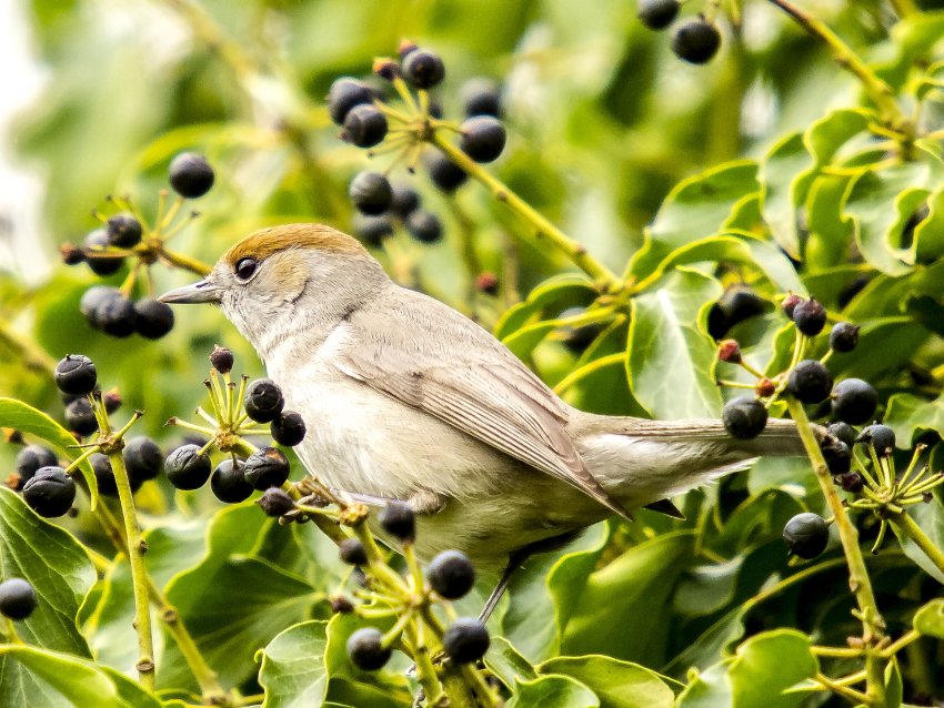 ptak na drzewie
