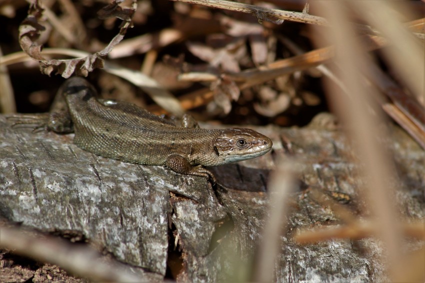 jaszczurka na kamieniu