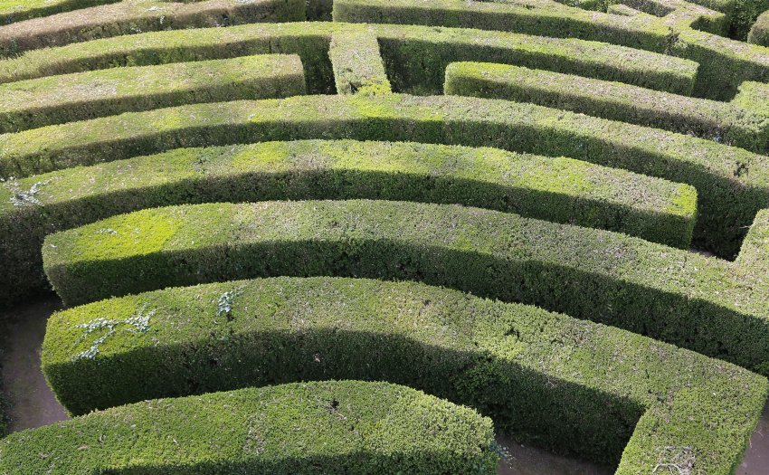 ścieżki z żywopłotu