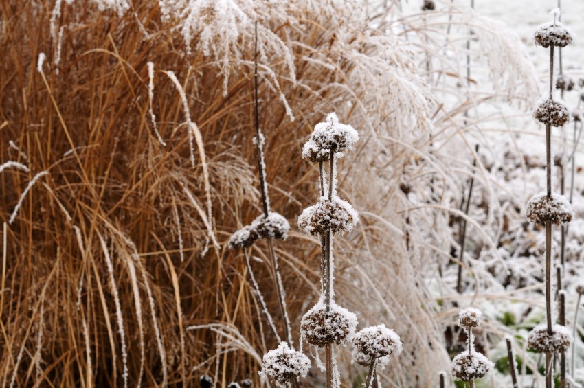 Żeleźniak zimą