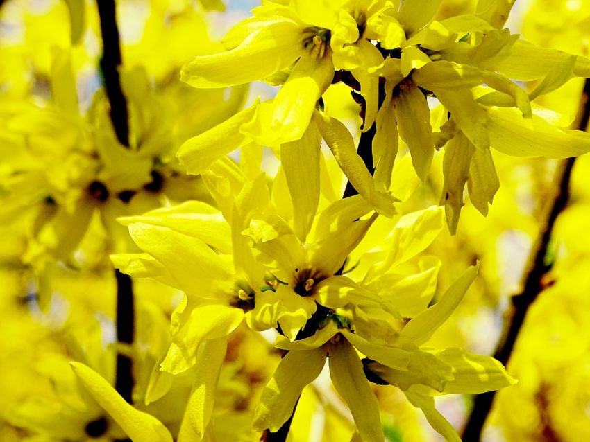 Kwiaty forsycji