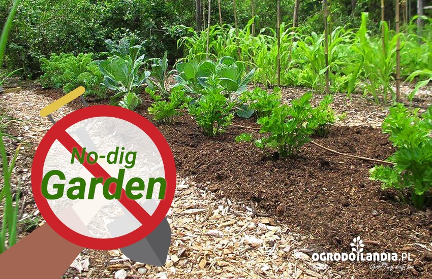 ogród bez przekopywania