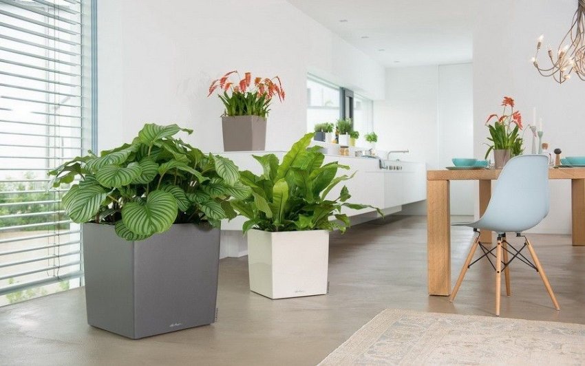 duże donice od Lechuzy