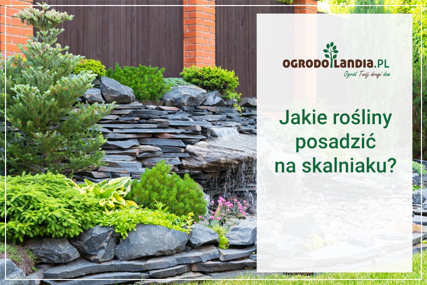 jakie rośliny posadzić na skalniak