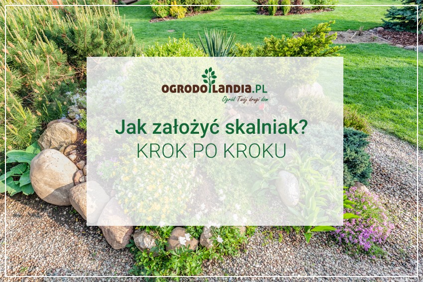 jak założyc skalniak