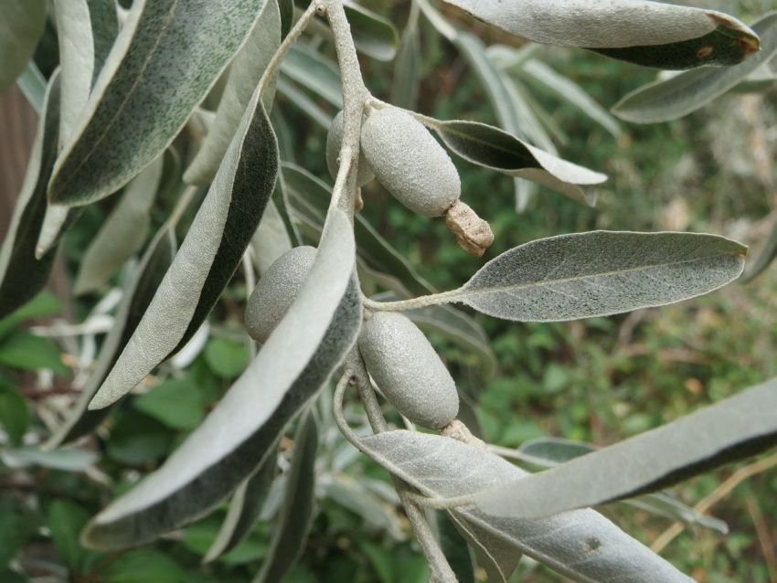 Oliwnik