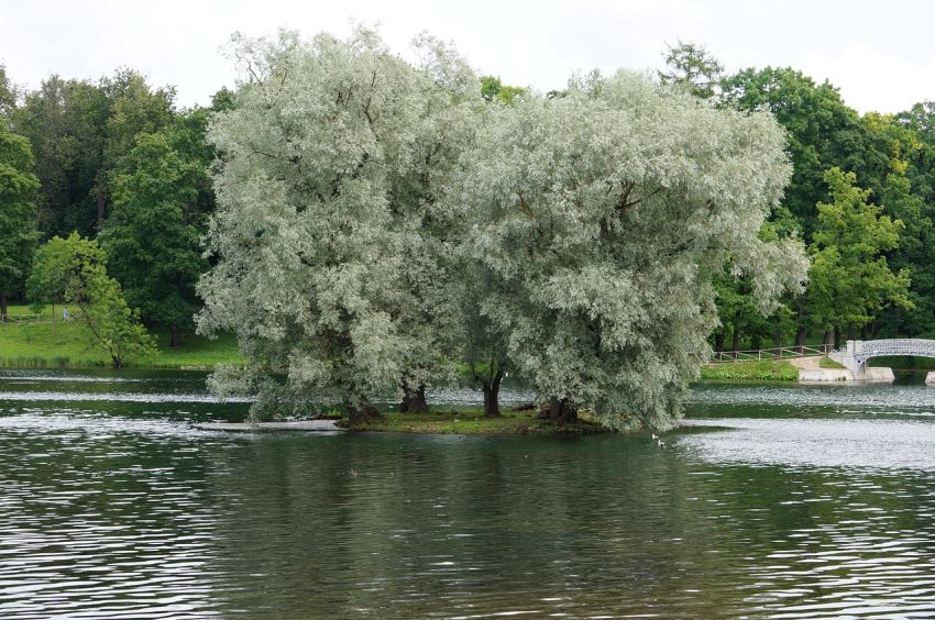 srebrzyste liście drzewa