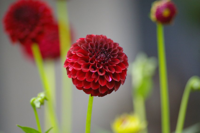 dalia pomponiasta