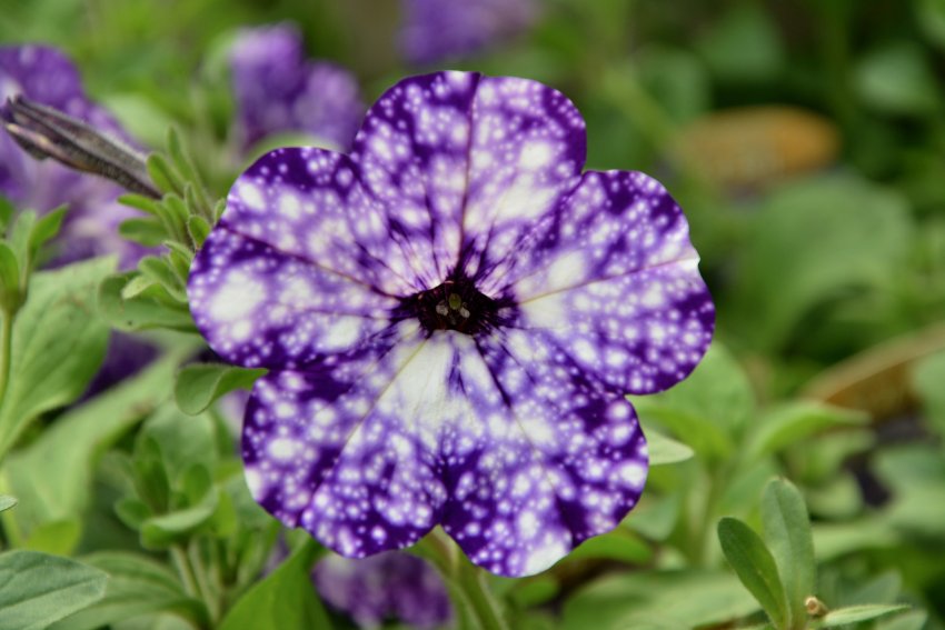 Petunia Night Sky