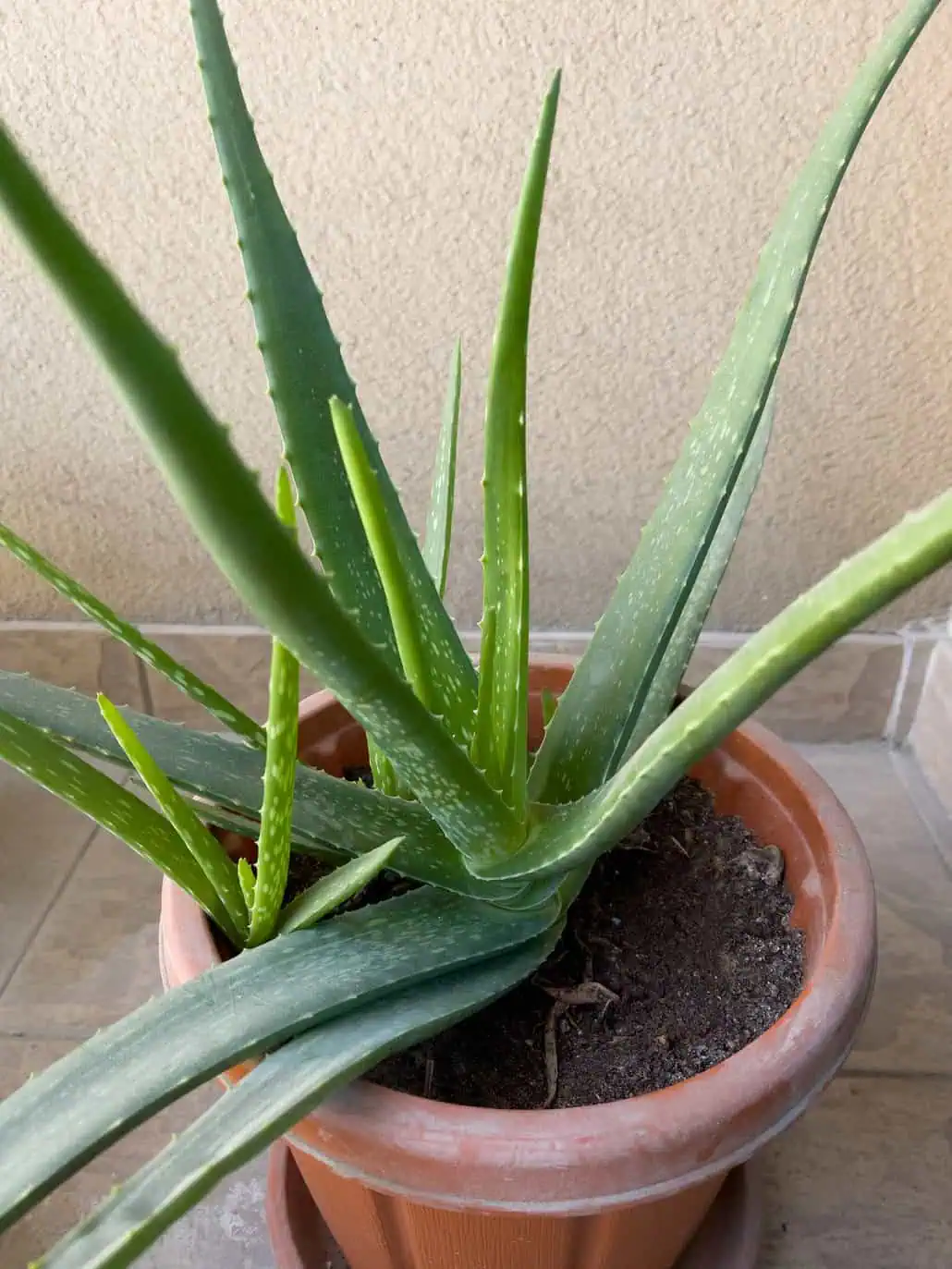 Roślina aloesu w doniczce, ma długie, grube zielone liście z małymi kolcami na krawędziach. 