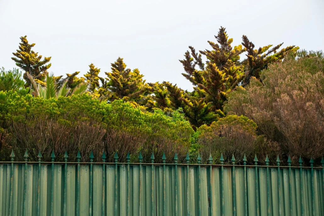 Wysokie, wiecznie zielone drzewa i gęste krzewy wznoszą się nad zielonym metalowym ogrodzeniem o spiczastych wierzchołkach