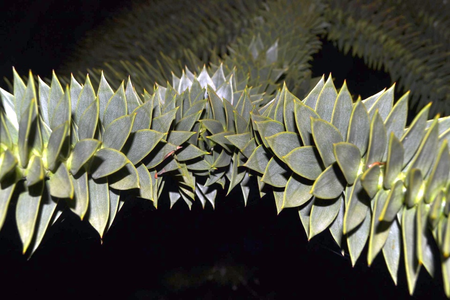 pędy i igły araukarii chilijskiej