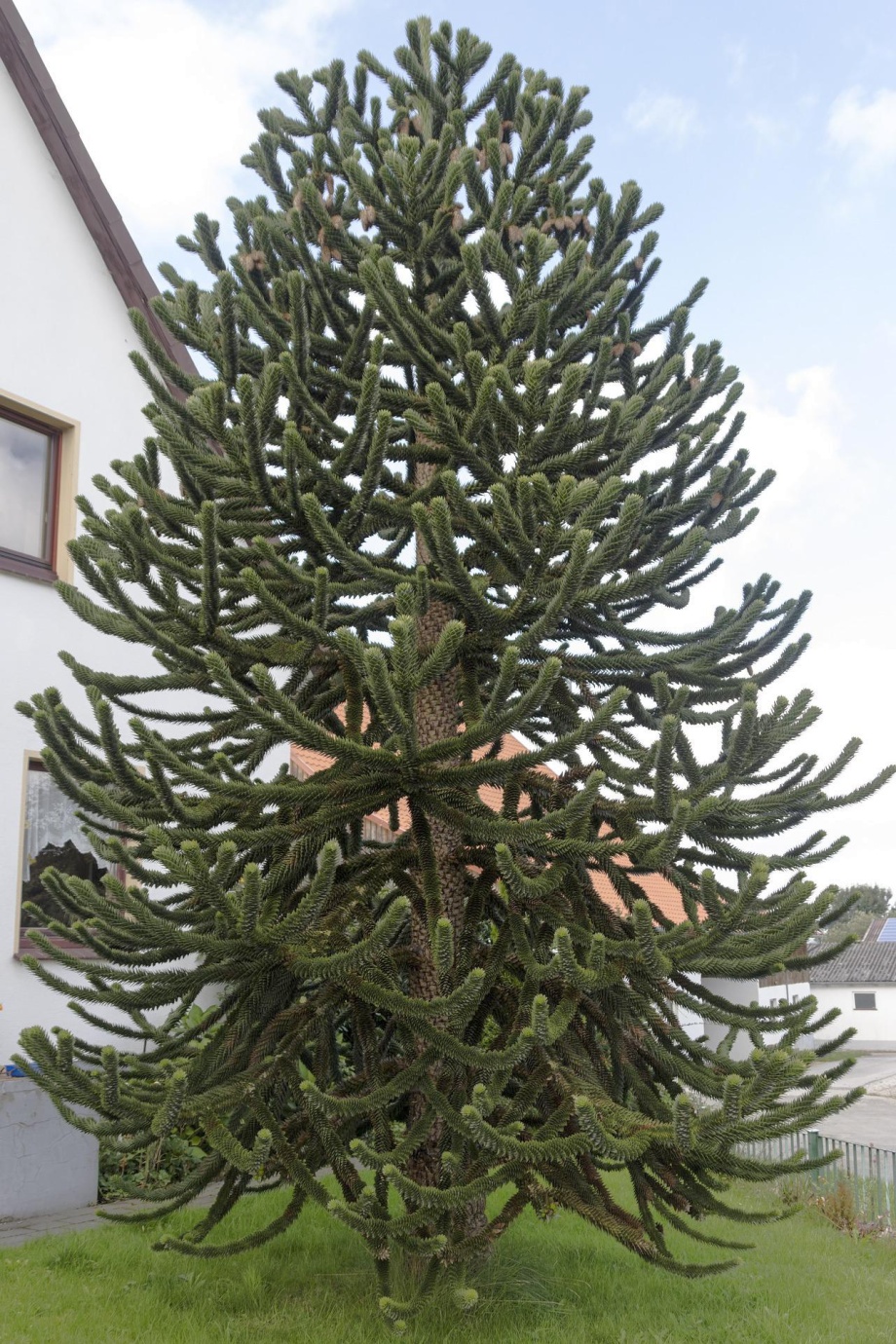Araukaria Oryginalne Drzewo Do Ogrodu Ogrodolandia