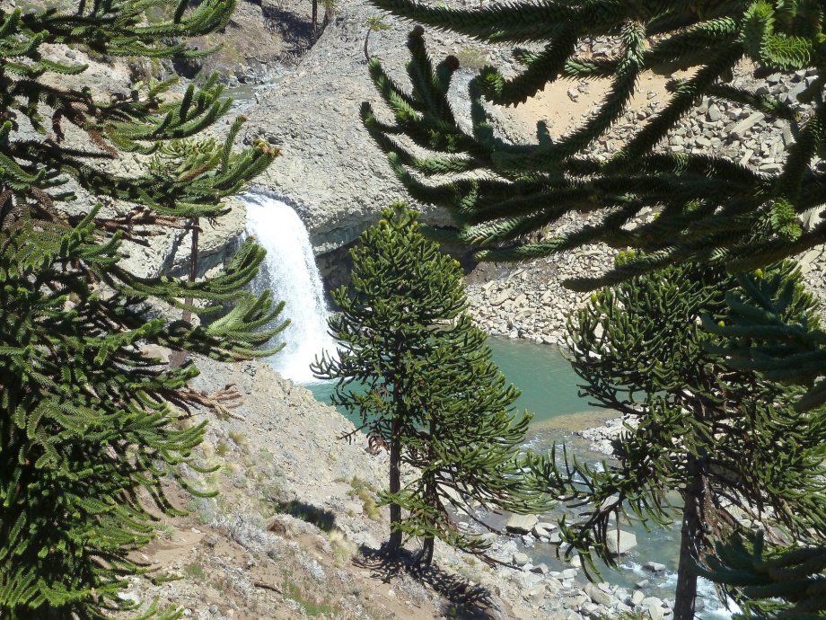 araukaria rosnąca w naturze