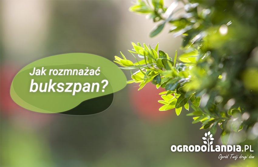jak rozmnażać bukszpan