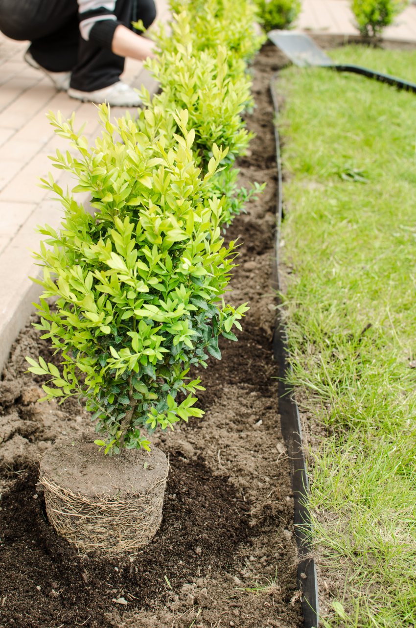 sadzenie bukszpanów