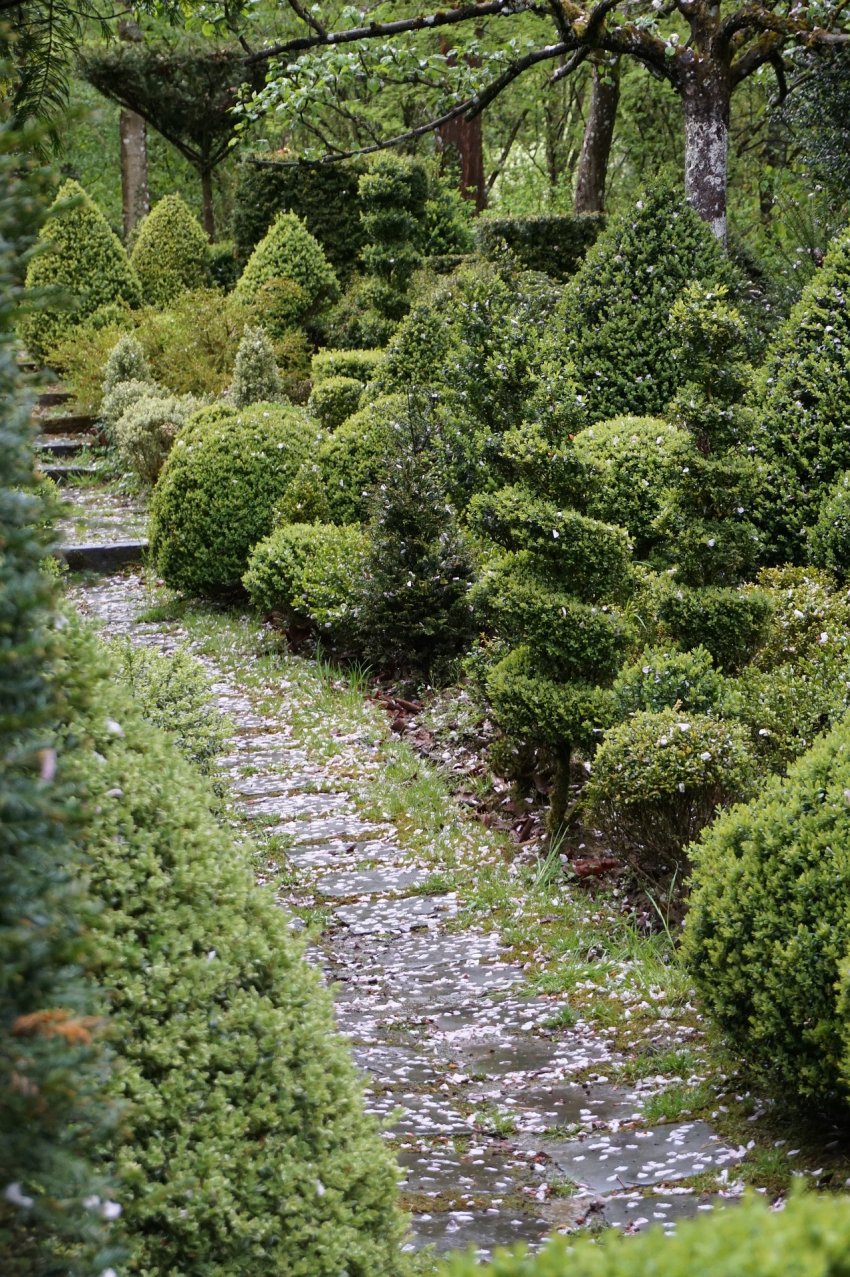 strzyżone bukszpany w spirale