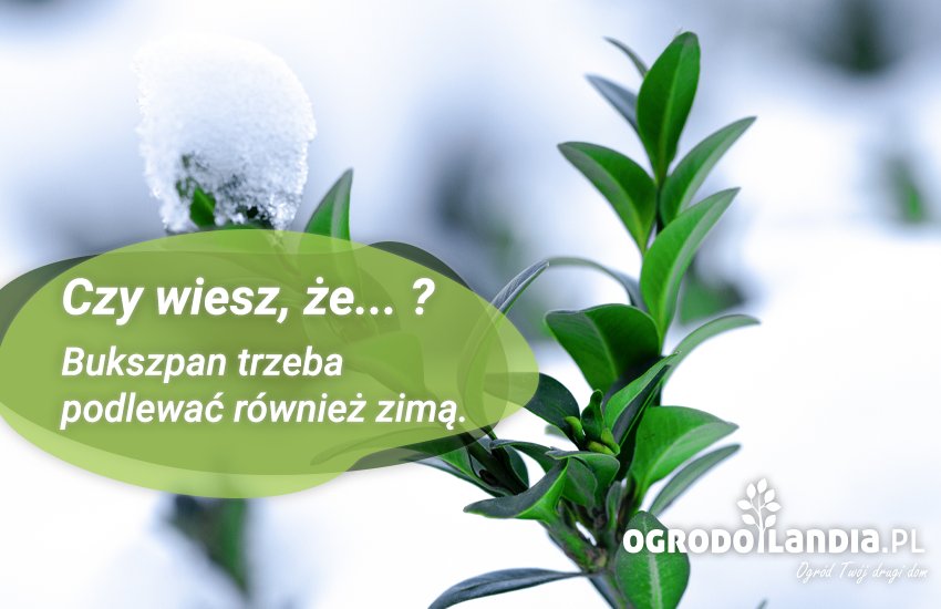 czy wiesz że buszpan należy podlewać zimą
