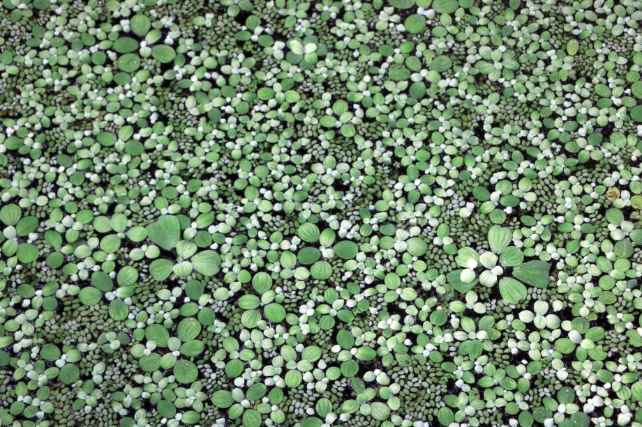 rośliny w oczku wodnym