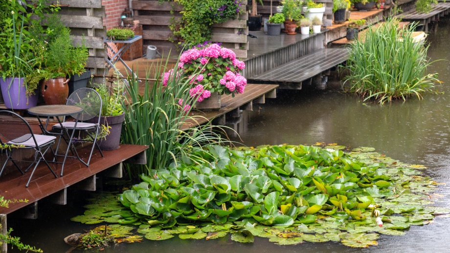 oczko wodne i rośliny