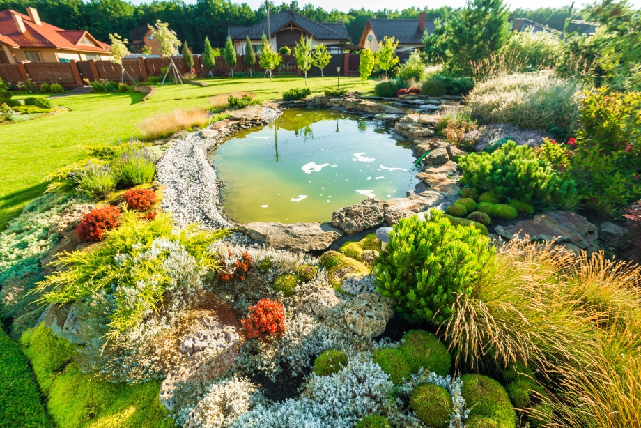 oczko wodne i rośliny