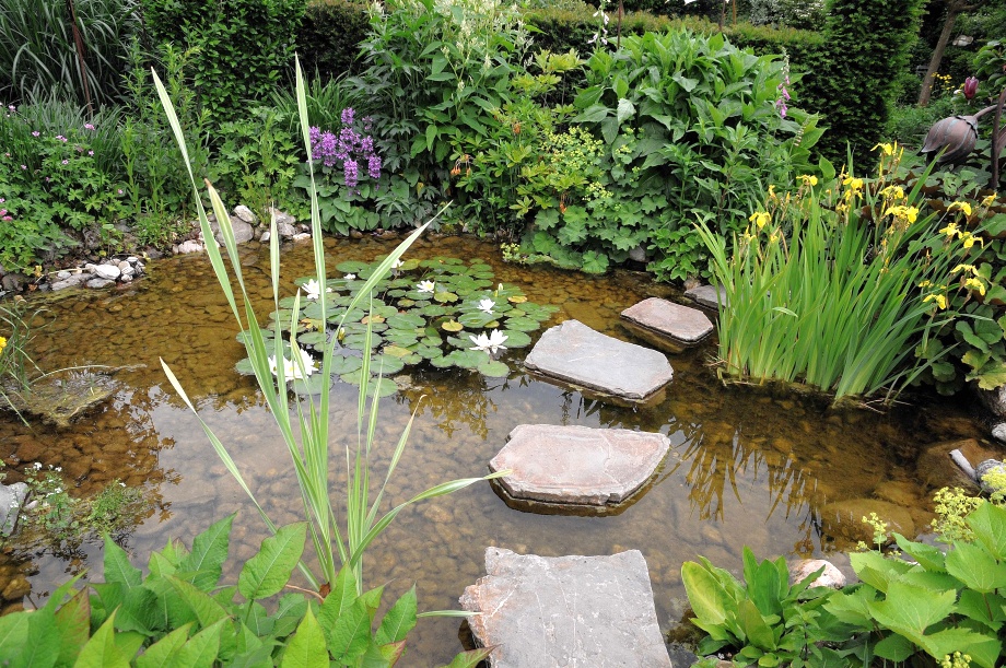 rośliny w oczku wodnym