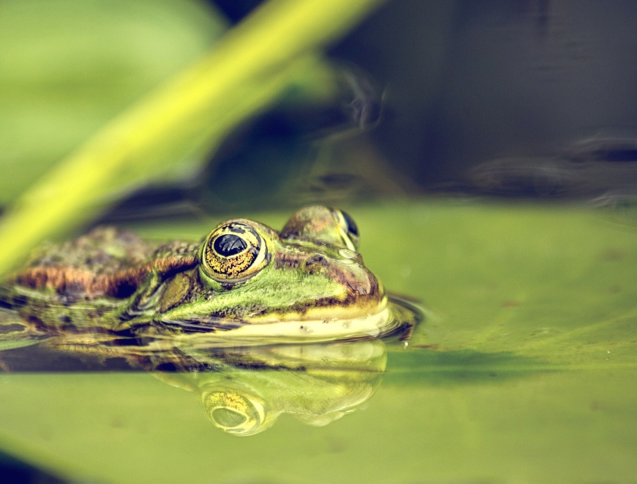 żaba w oczku wodnym