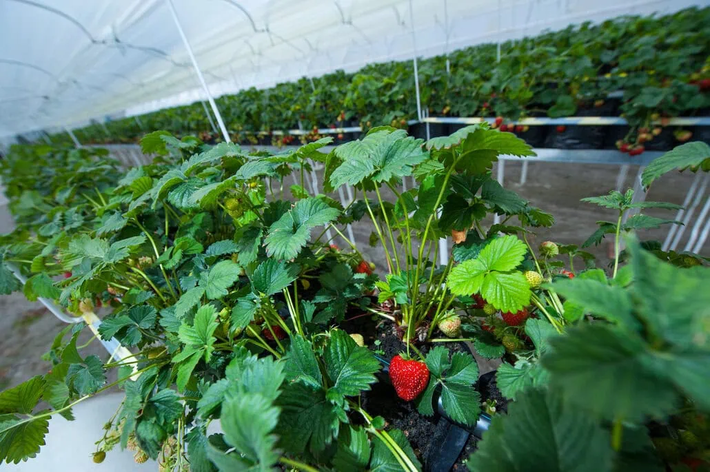 Rzędy zielonych truskawek z dojrzałymi czerwonymi truskawkami, czyli truskawki w szklarni, rosnące w zadaszonej szklarni. Rośliny są wyniesione na podwyższonych grządkach, a otoczenie wydaje się czyste i zorganizowane pod kątem uprawy.