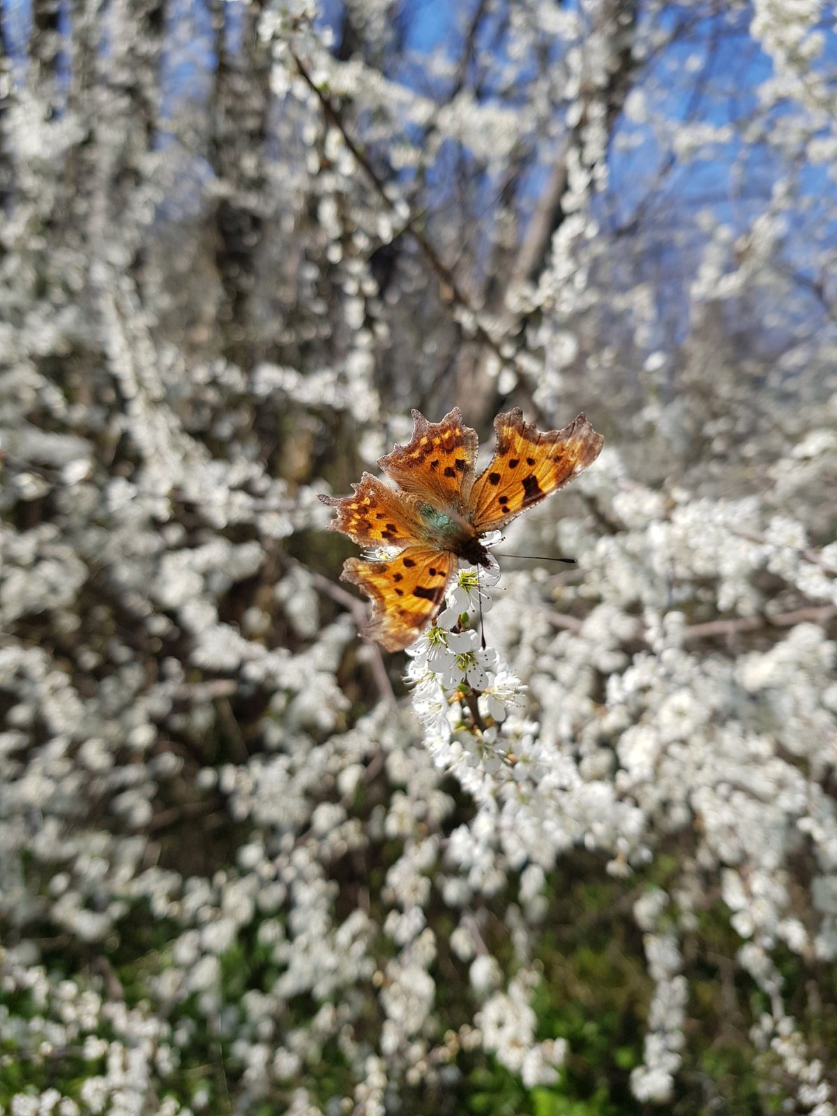 motyl na gałęzi z kwiatami