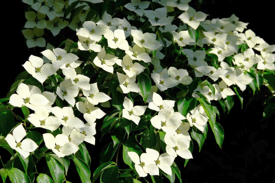 białe kwiaty derenia