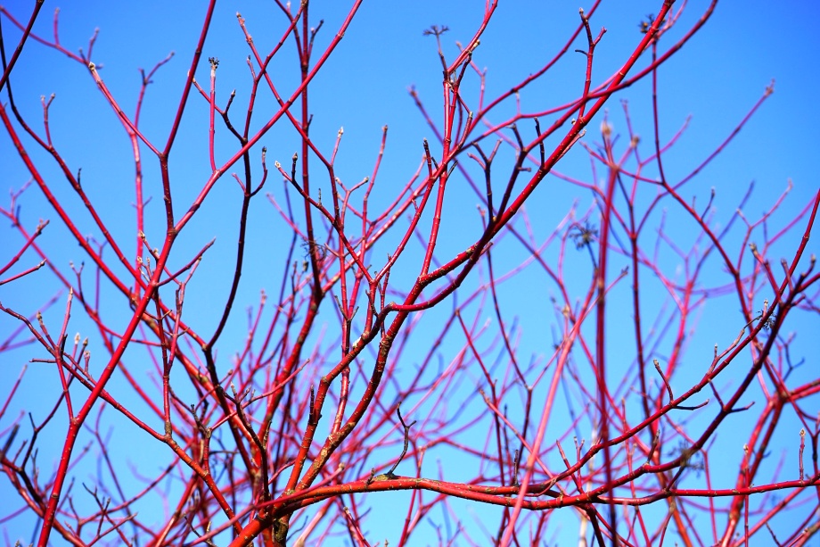 czerwona kora derenia