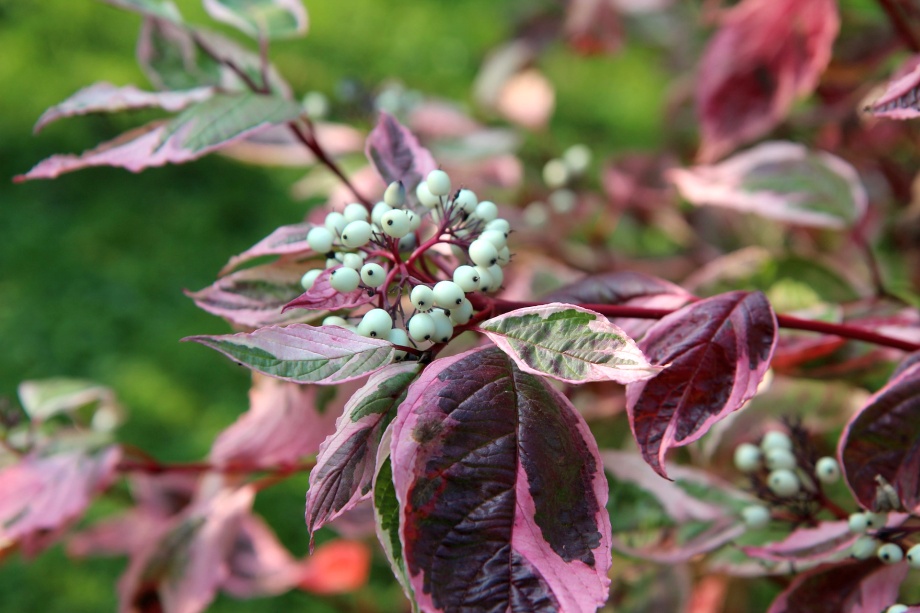 białe owoce derenia